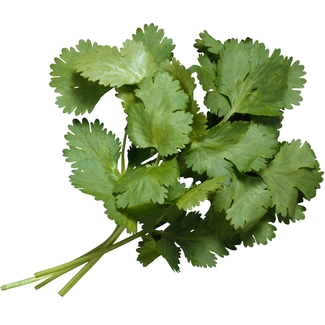 Cello Cilantro 1 lb - Image 1