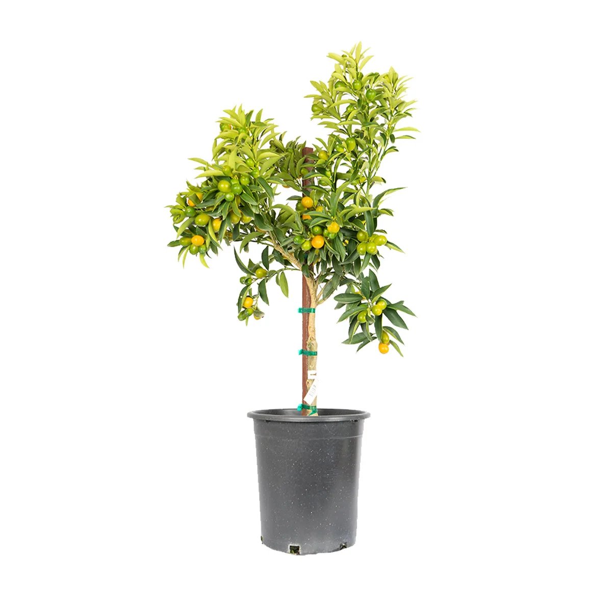 5 Gallon Kumquat Nagami Tree - Image 1