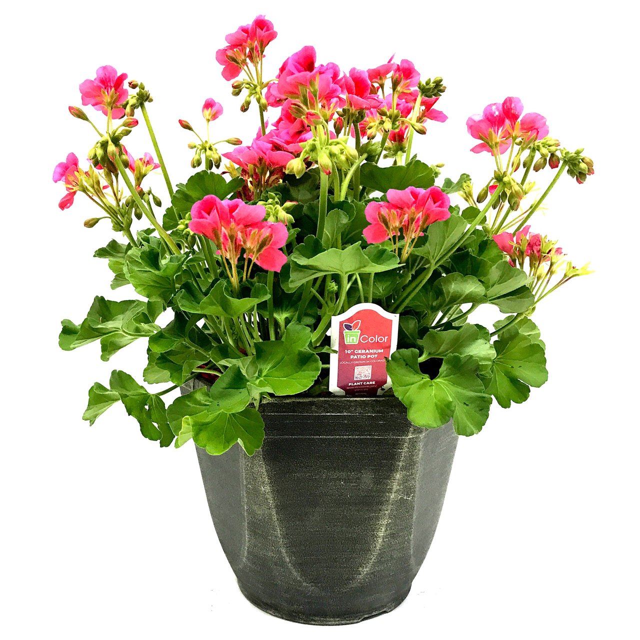Fall Annual 10" Patio Pot (2.4 Gallon / 9.0L) - Image 1