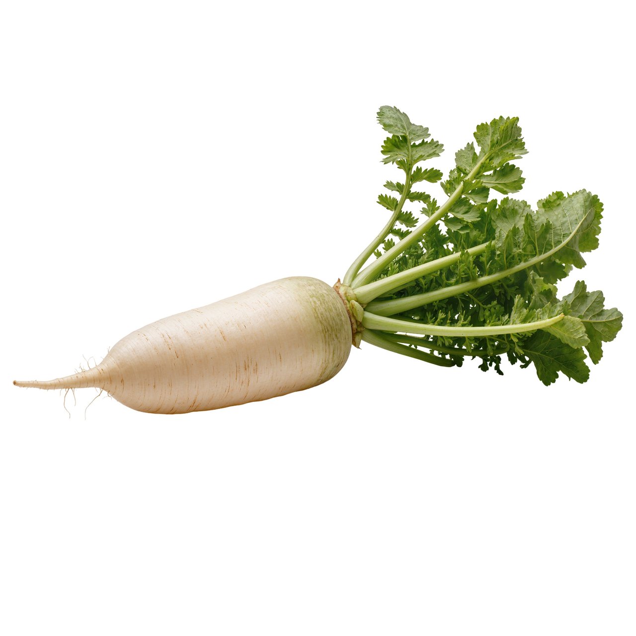 Daikon Radish 2.5 lbs