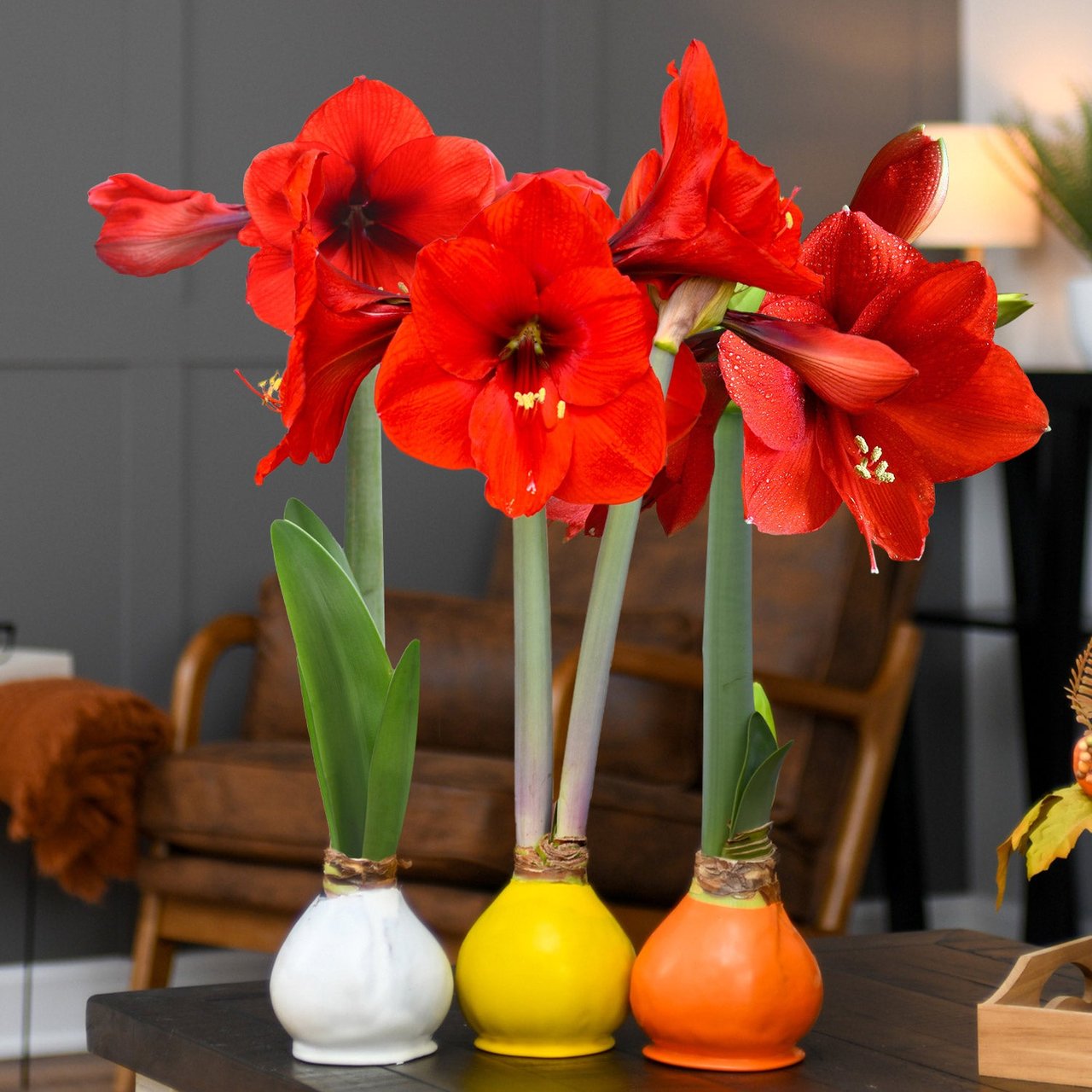 Bloomaker Fall Sweets Trio - Waxed Amaryllis - Image 1