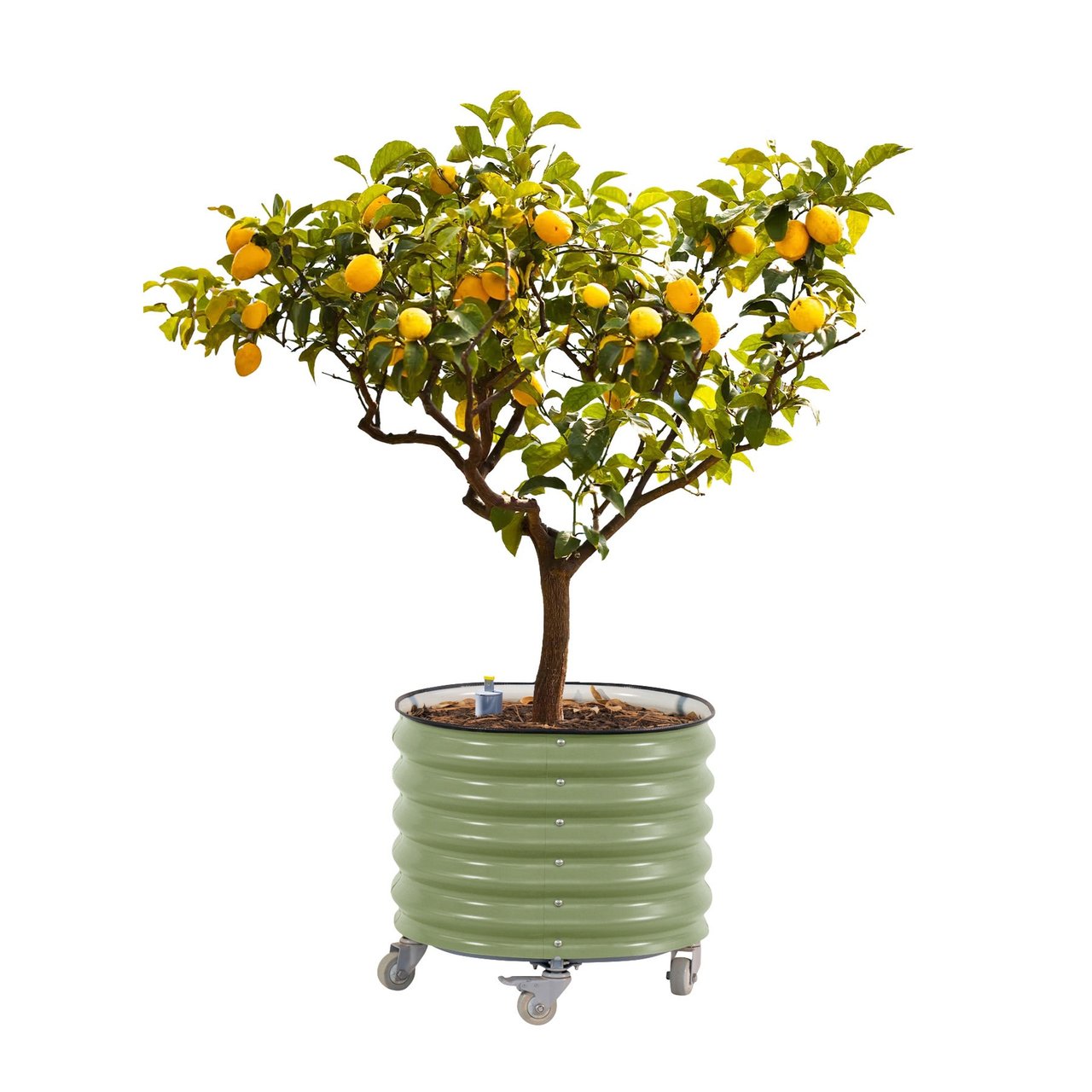 Vego Garden Self-Watering Rolling Citrus Tree Planter - Green - Image 1