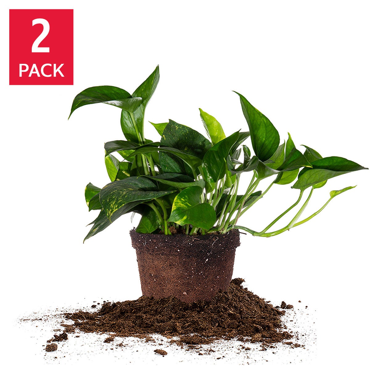 10" GOLDEN POTHOS 1.5G / 5.7L - Image 1