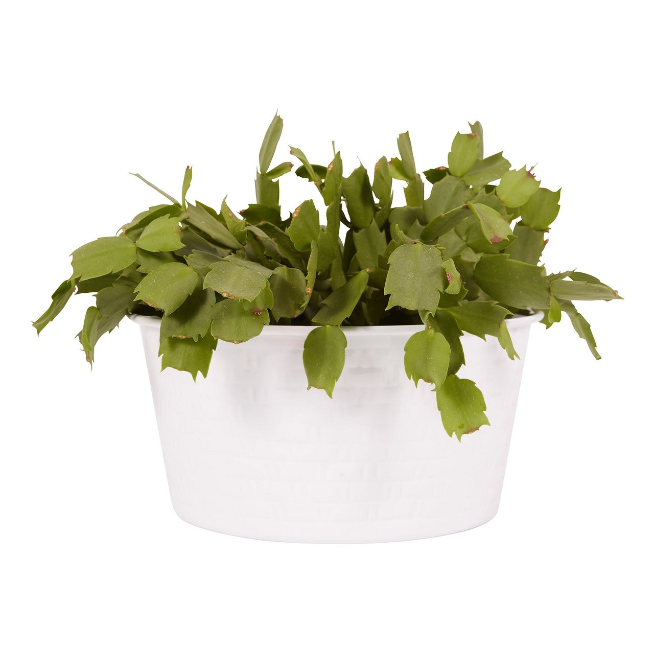 10" Zygo Cactus