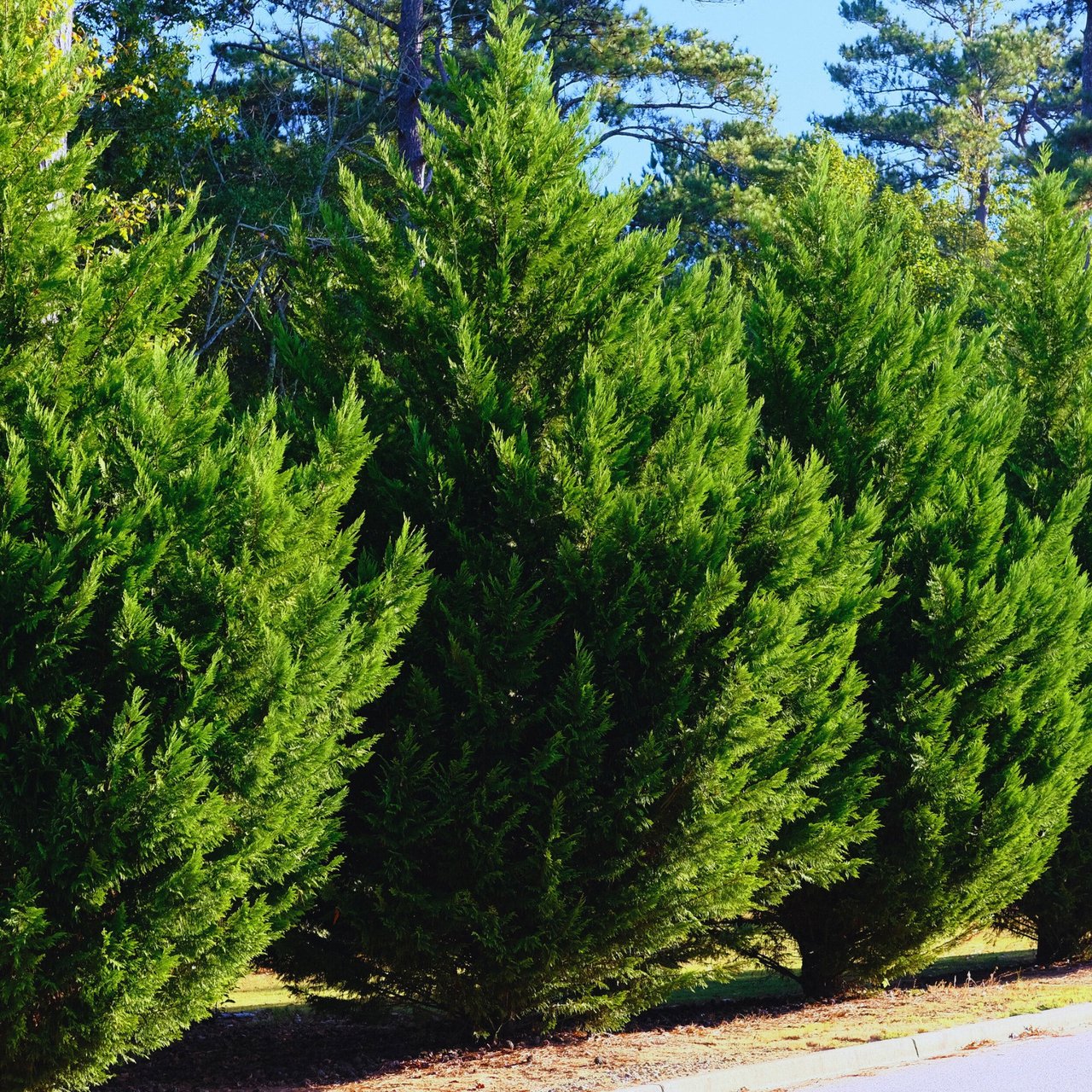 Alder & Oak Leyland Cypress Tree - Image 1