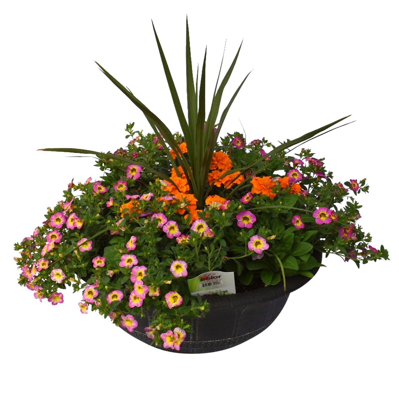 Annual Color Bowl 3.3 Gallon (12.7L) - Image 1