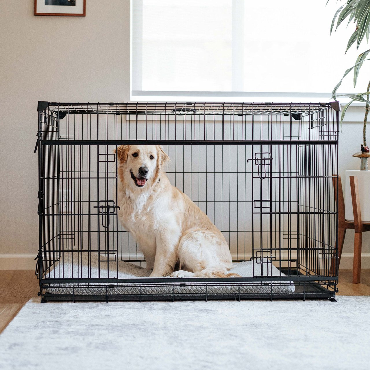 Lucky Dog 48" Dwell Crate Front & Side Door - Image 1
