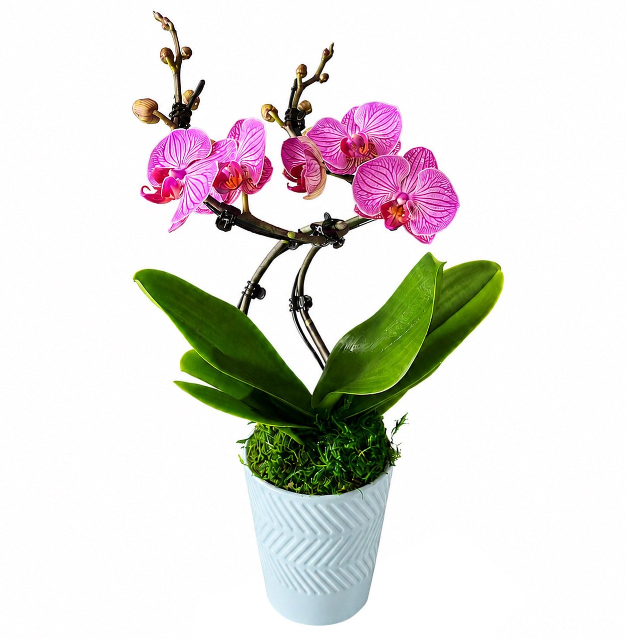 Double Wave Orchid Garden, 16 oz - Image 1