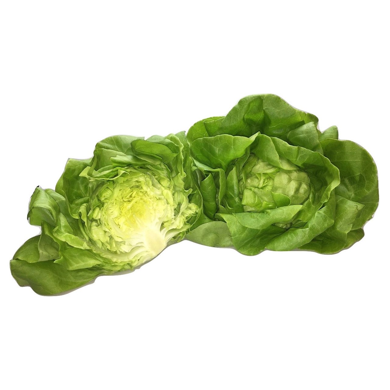 Butter Lettuce 3 Count - Image 1