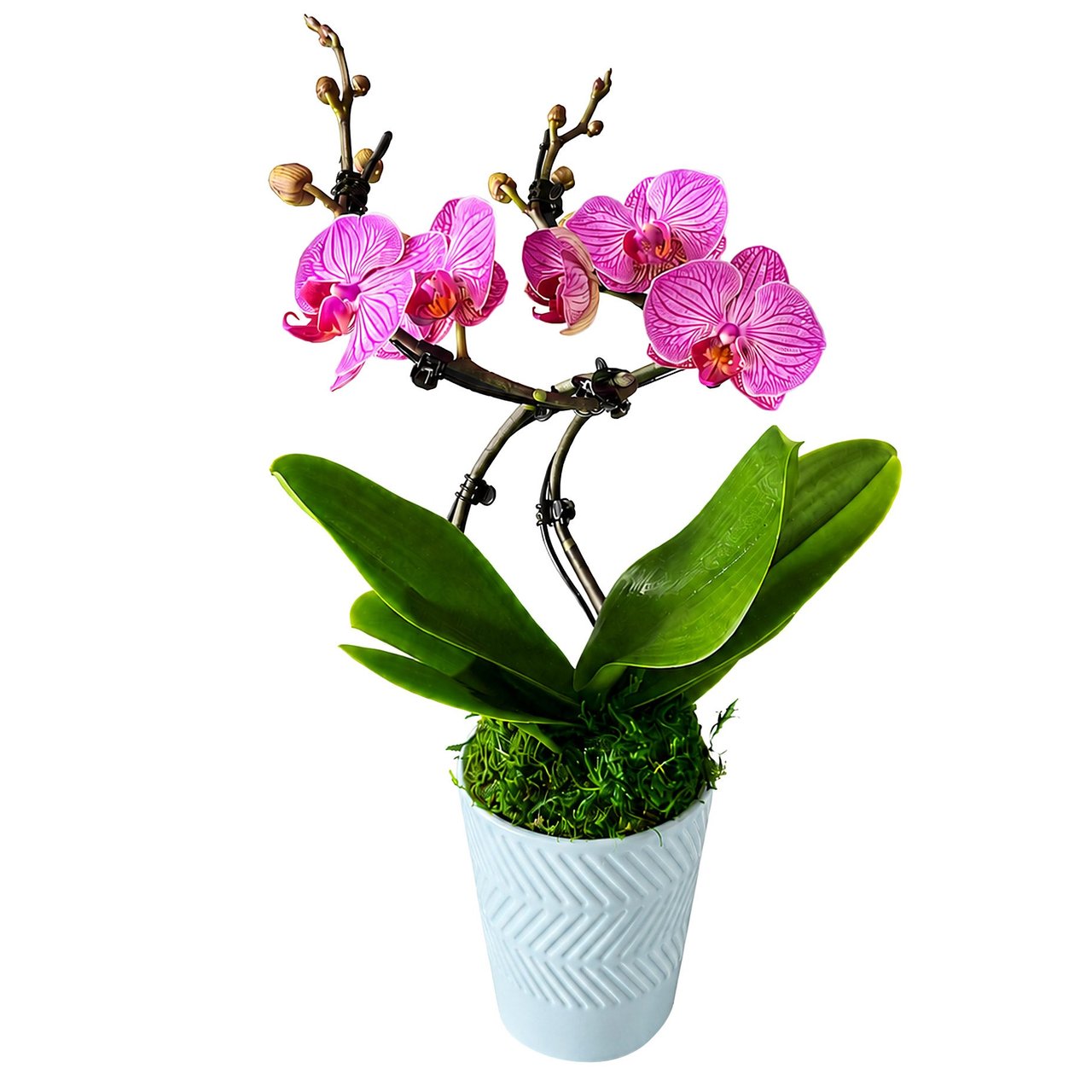 Double Pirouette Orchid - Image 1