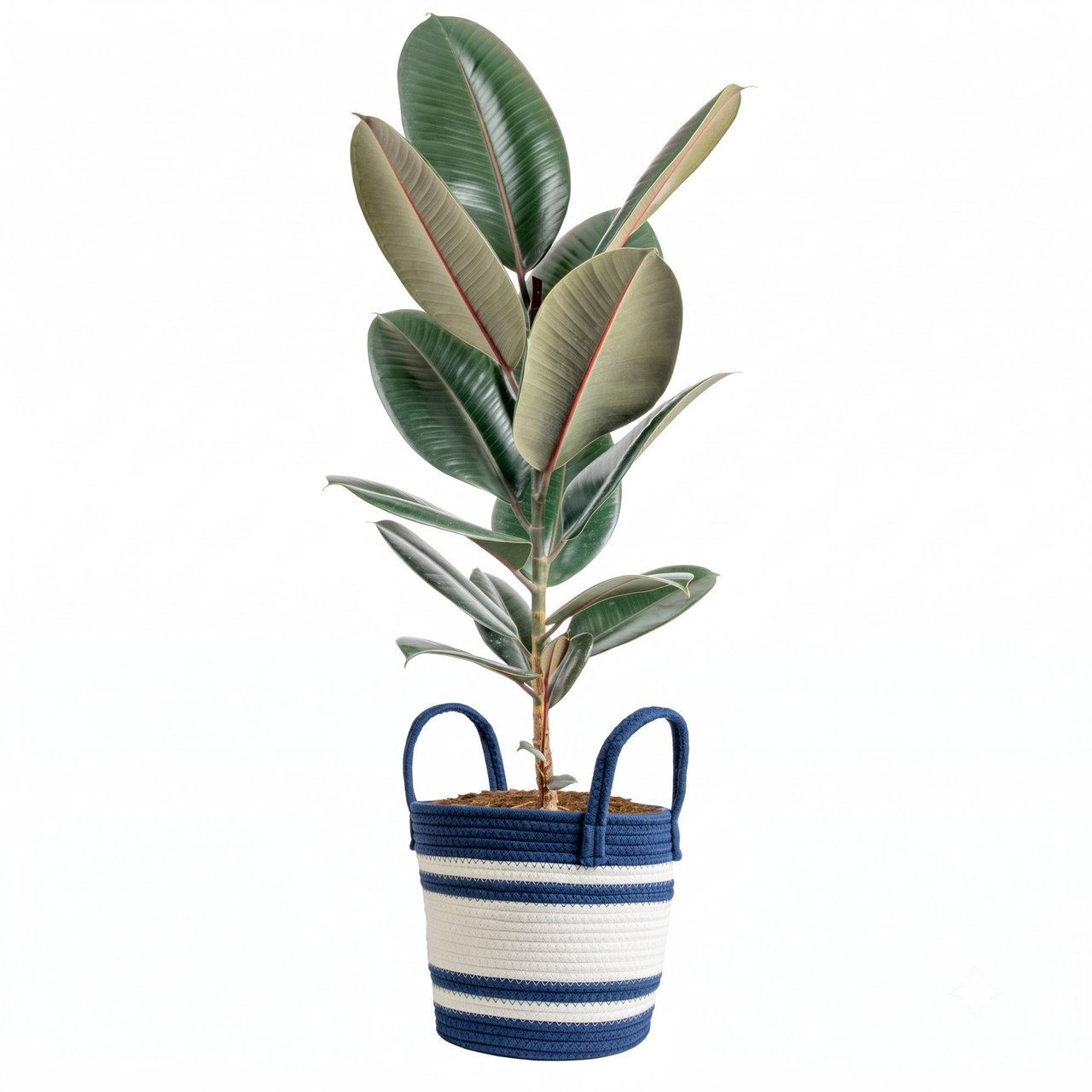 Ficus Audrey in Basket 2.36 Gallon/8.95L