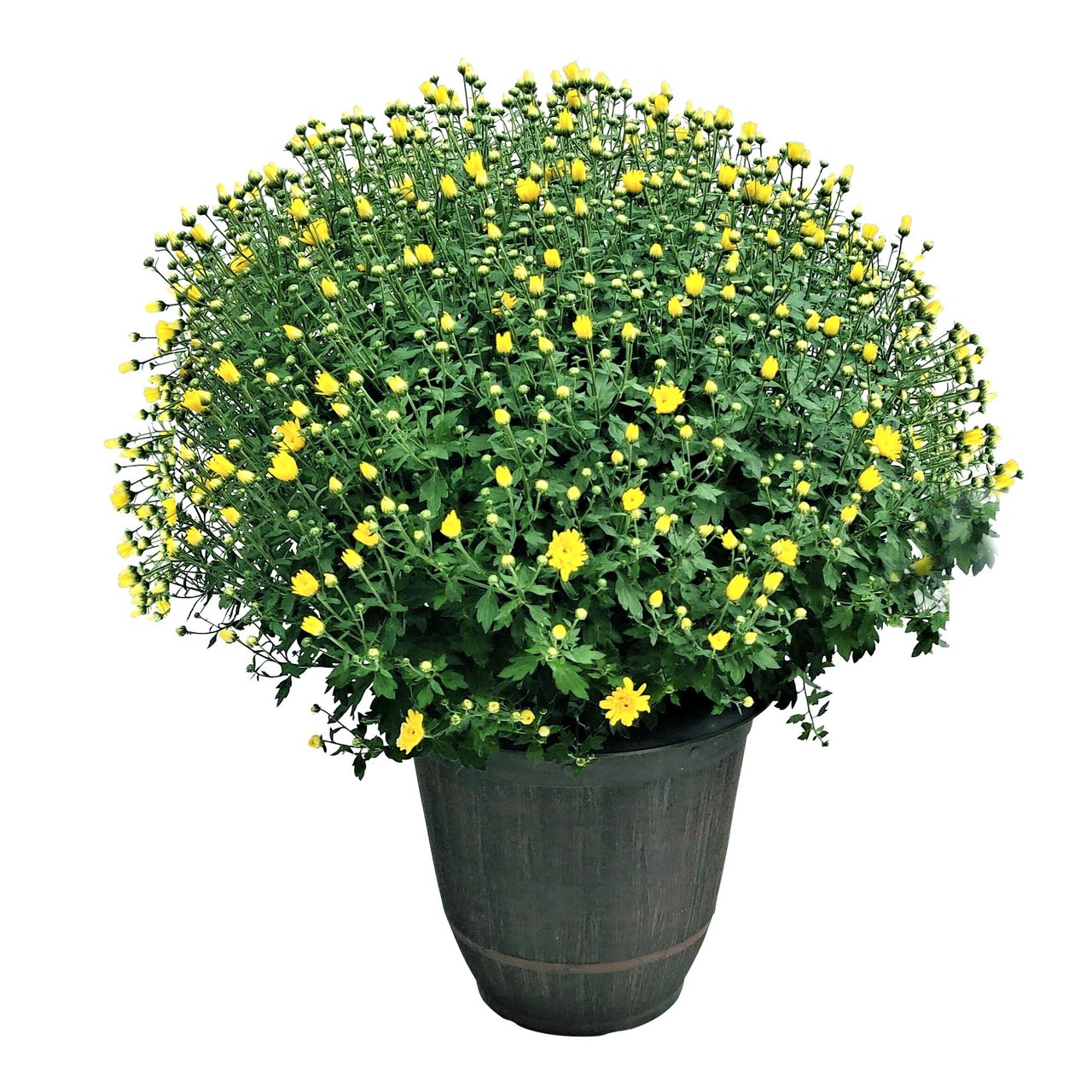 14" Fall Mum - Image 1