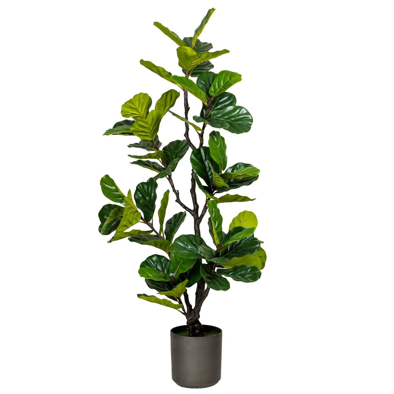 wie dnge ich meinen olivenbaum Der Olivenbaum Guide von Kauf bis Pflege