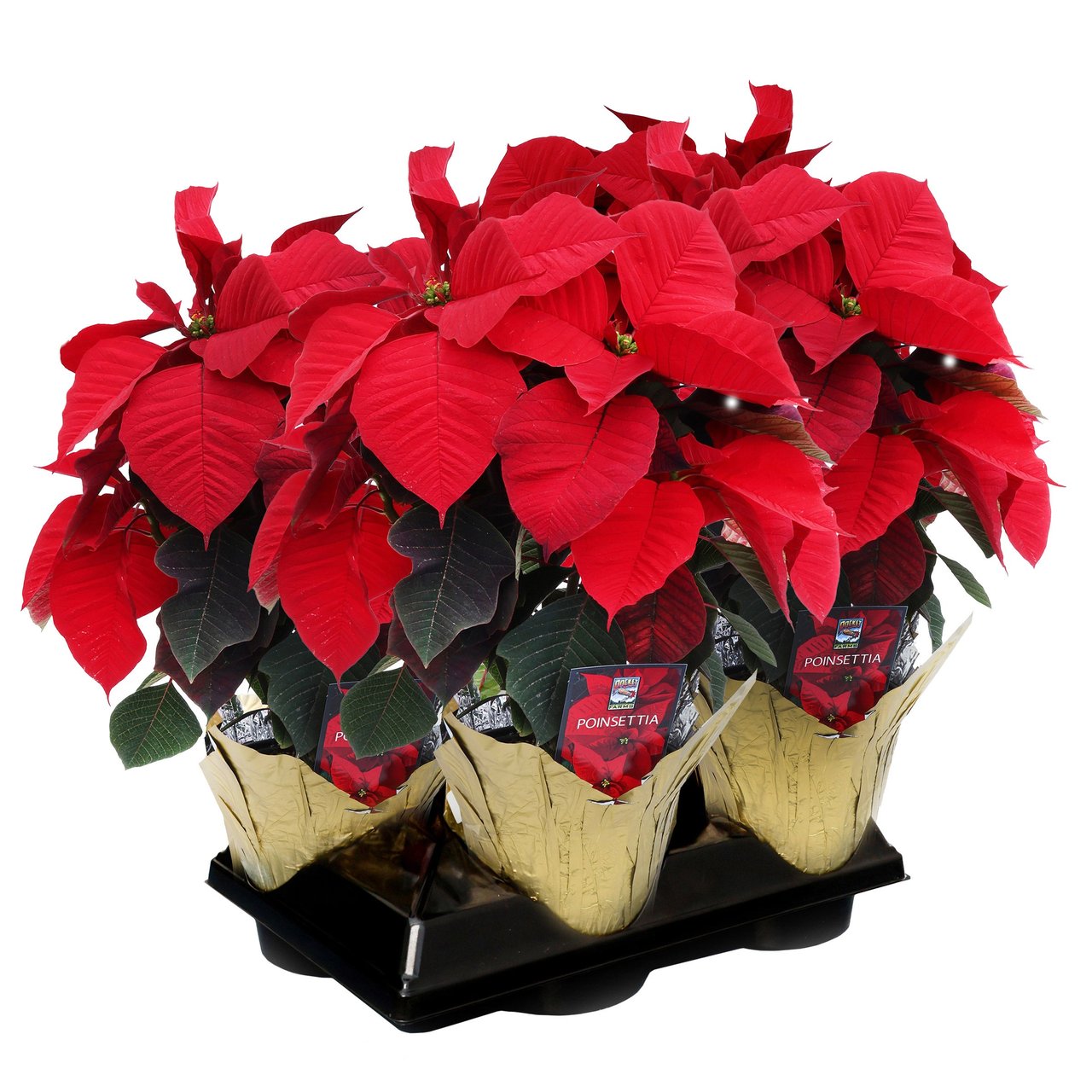 4 Pack 6" Poinsettia - Image 1