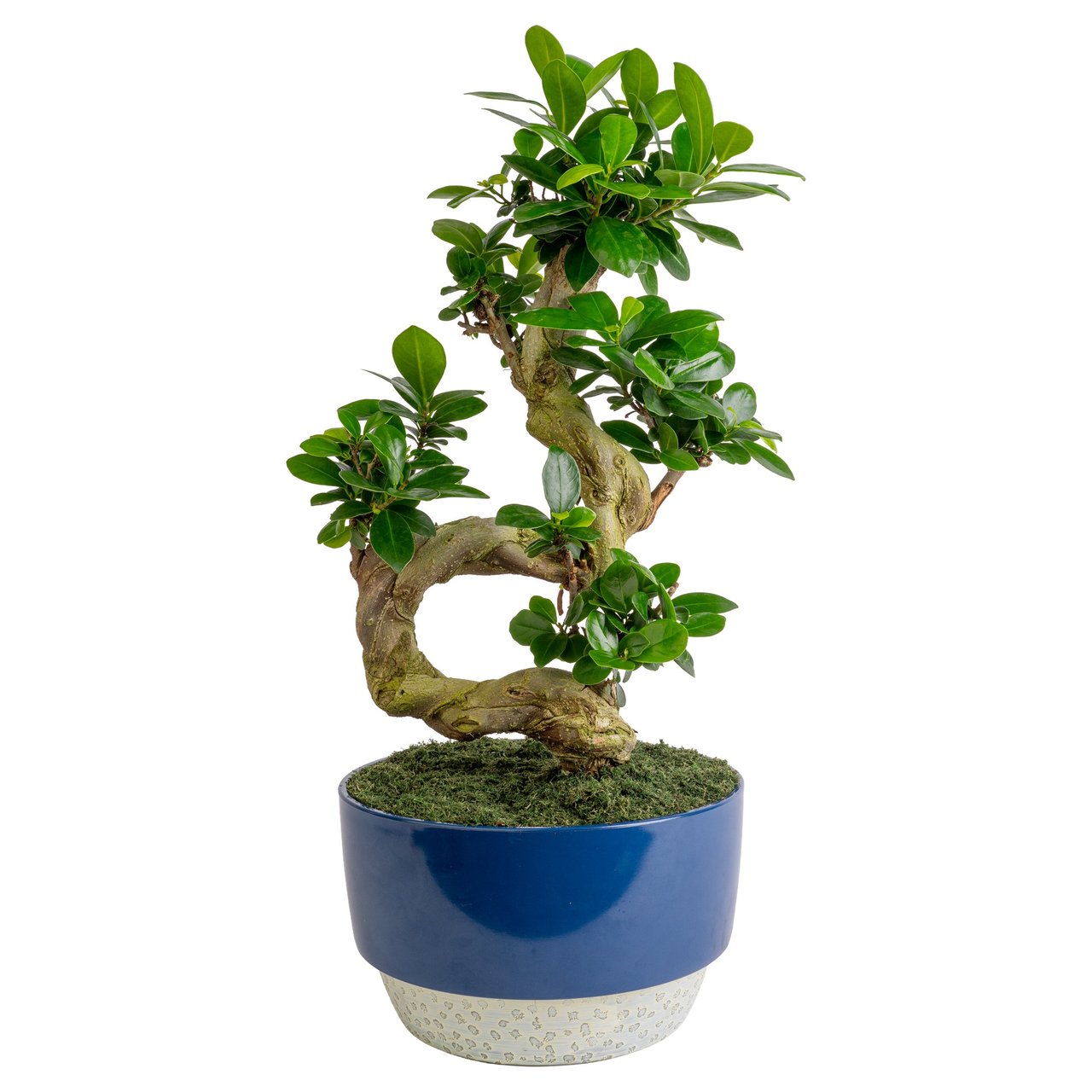 9" S-Shaped Bonsai Ficus Ginseng - Image 1