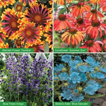 Lupine Assorted Varieties 1.5G/5.7L