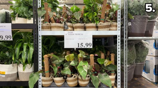 6" Totem Tropical Assorted