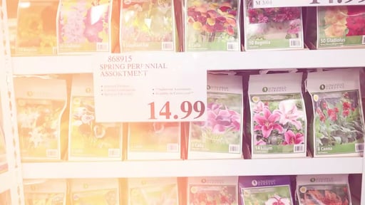 Spring Perennial Assortment