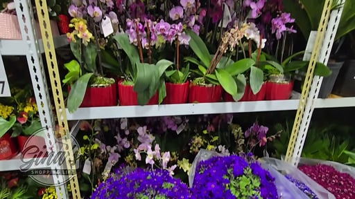 Various Plants (Orchids, Assorted Tropicals)