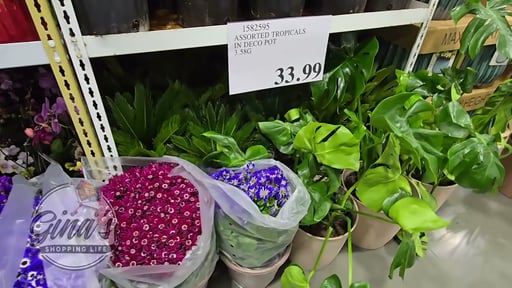 Assorted Tropicals in Deco Pot 3.58g
