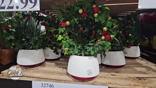 Ivy Topiary