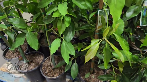 Avocado Tree Assorted Varieties 3.5 Gallon