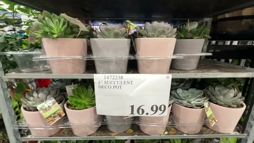 8" Succulent in Deco Pot