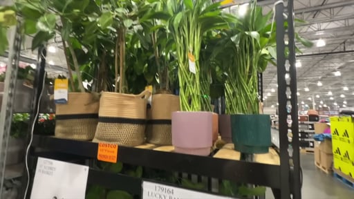 Lucky Bamboo