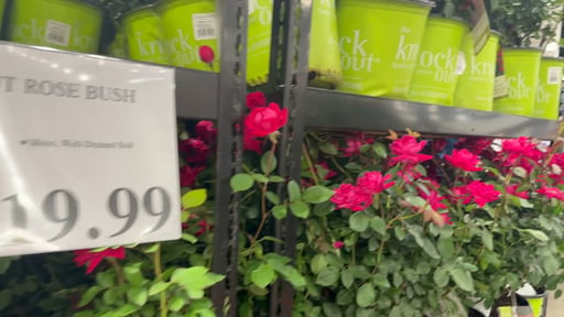 2G Knockout Rose Bush