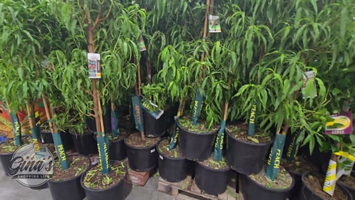 Fruit Tree Assorted Varieties 26.5L