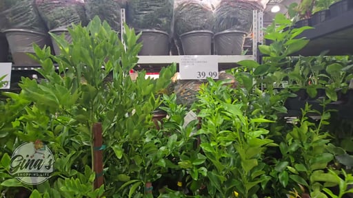 Citrus Tree Assorted Varieties 3.2 Gallon / 12.1 Liter