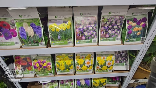 Longfield Gardens Fall Bulbs Premium Collection