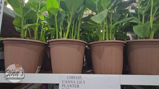 11" Tri Canna Lily Patio Planter 7.0G / 26.8L