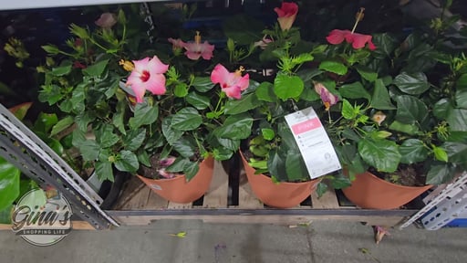 Hibiscus in Deco Pot 4.3 Gal / 16.3L