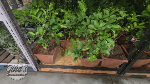 Dwarf Citrus Tree, Assorted Varieties - #5 Pot (3.2 Gallon)