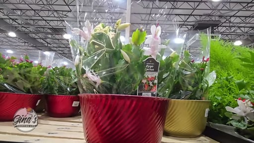 Zygo Cactus (Christmas Cactus) 1.29G