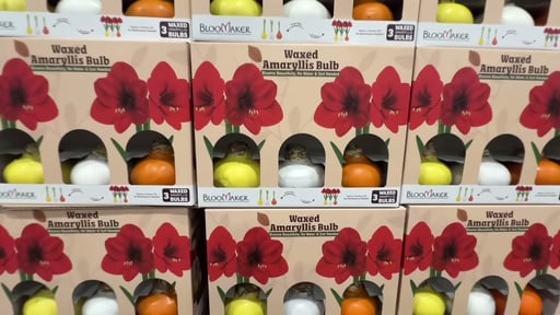 Bloemaker Waxed Amaryllis Bulb 3 Pack