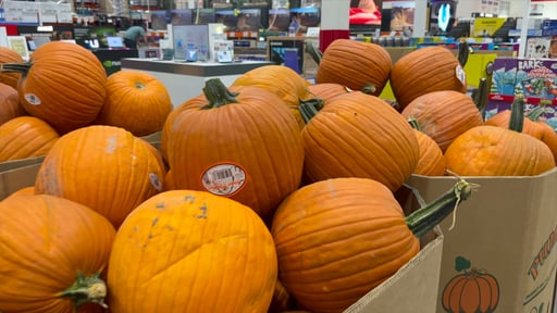 Jumbo Pumpkins Each