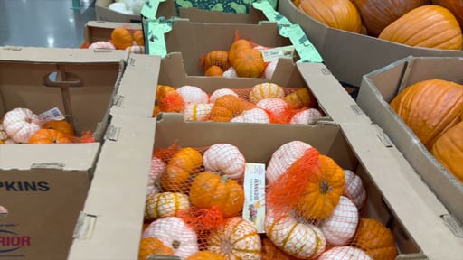 Mini Pumpkins, 5 Count