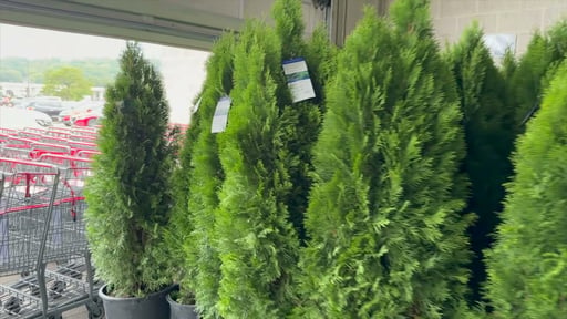 #7 Thuja Emerald Green Arborvitae
