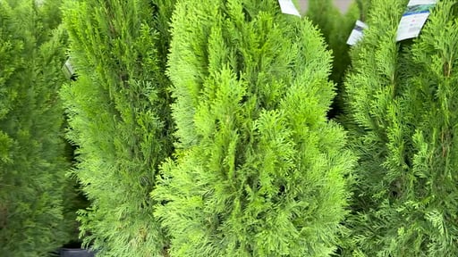 Boxwood 2.71 Gallon/10.25 Liter