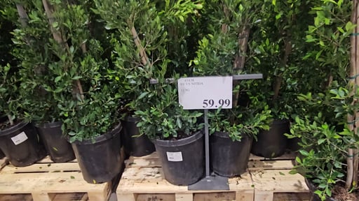 Ficus Nitida 12.3G