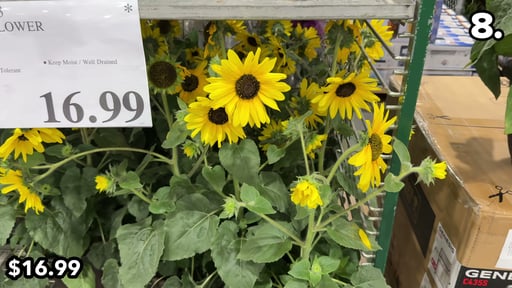 12" Sunflower