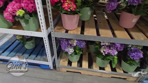 Hydrangea in Deco Pot, 8" (0.72 Gal / 5.9L)