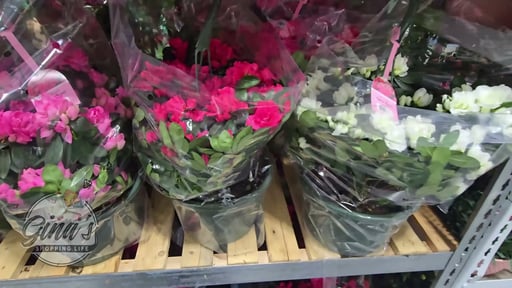 Azalea Hanging Basket