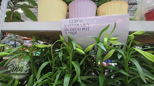Easter Lily in Deco Pot