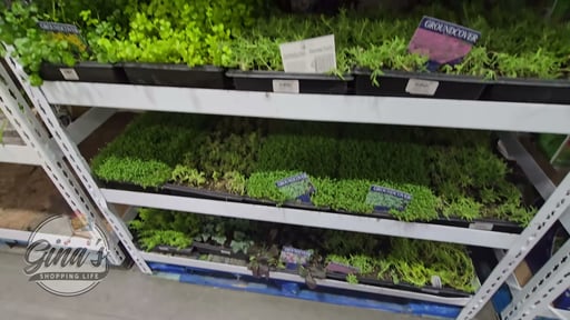 Ground Cover Assorted Varieties 3.5 Gallon / 13.3L