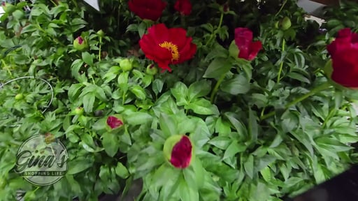 Peony Assorted Colors