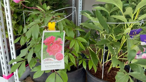 3-Gallon Peony, Assorted Varieties