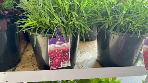 2G Perennial Assorted Varieties